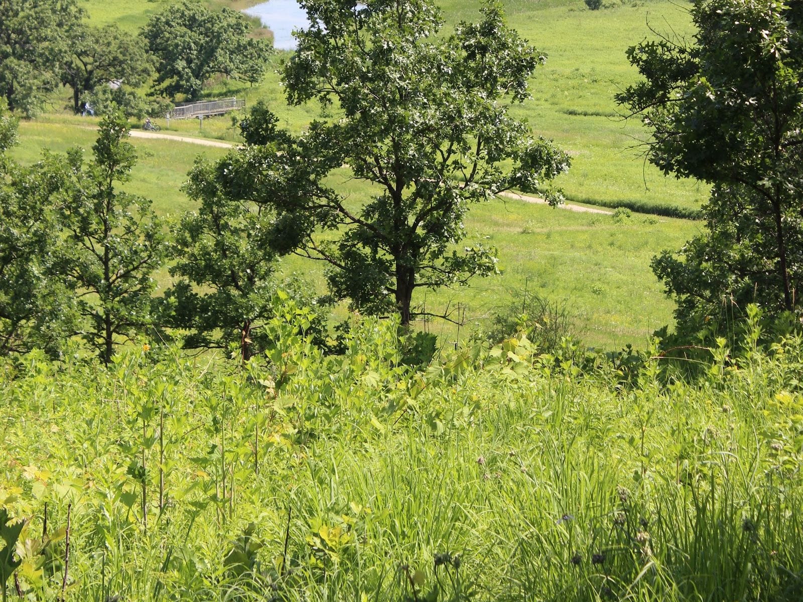 Lush green landscape of Pheasant Branch Conservancy with trees and a winding path.