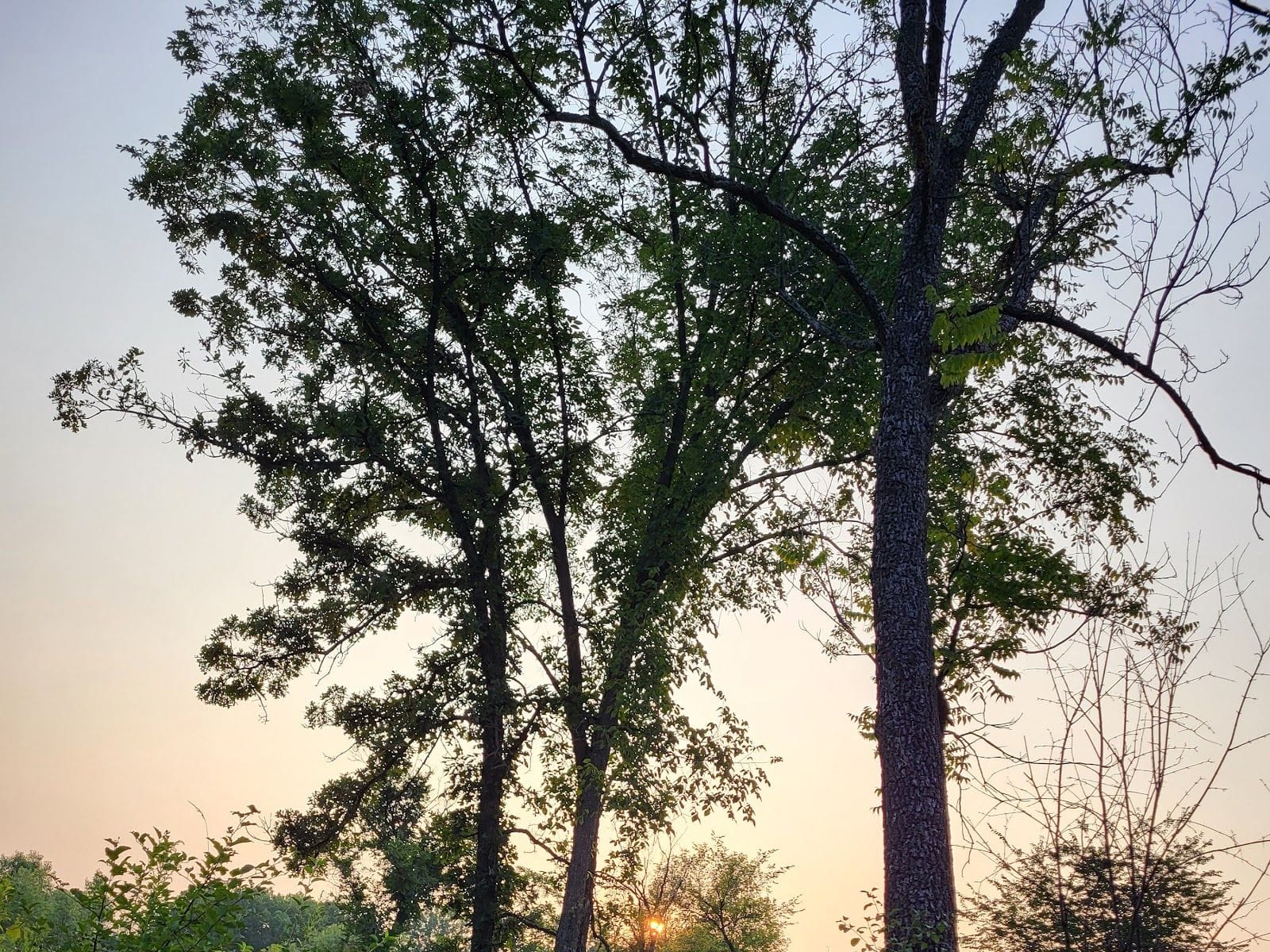 Silhouetted trees against a soft sunset sky on the Ice Age Trail - Verona Segment.