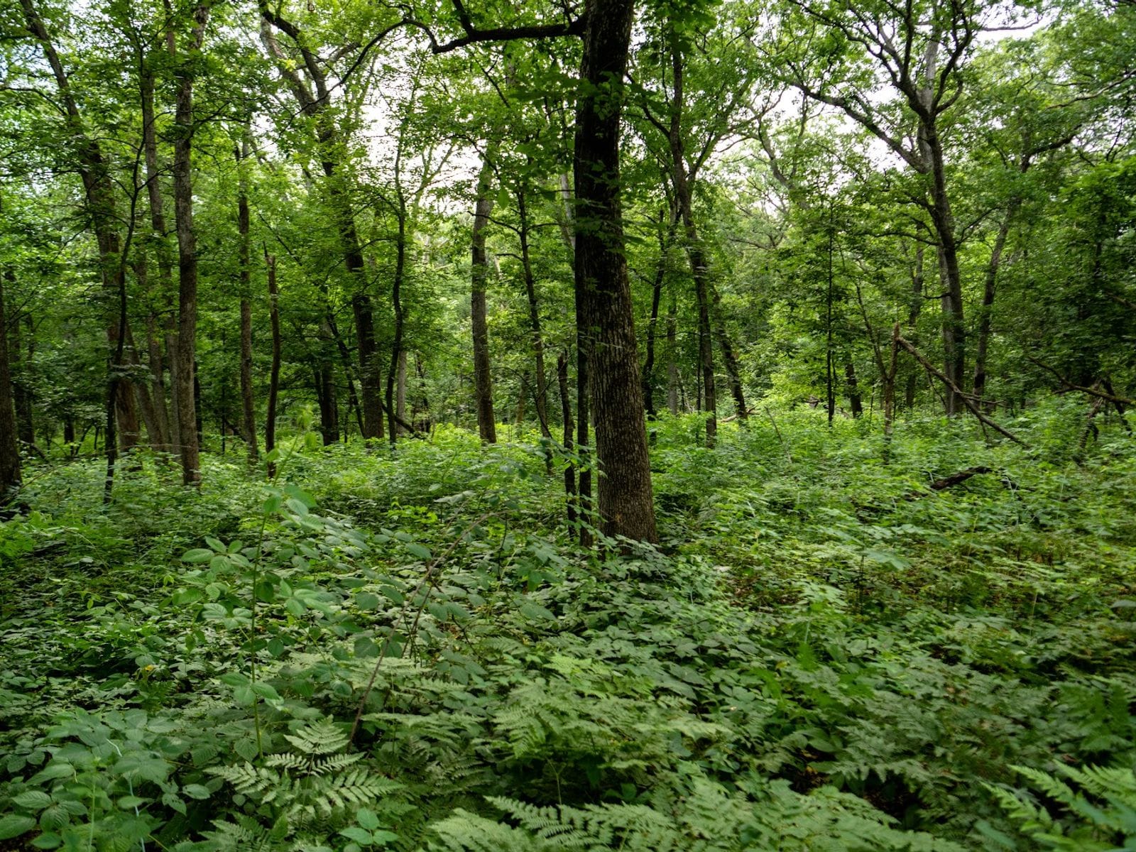 Lush green woodland with tall trees and dense undergrowth at Olson Oak Woods State Natural Area.