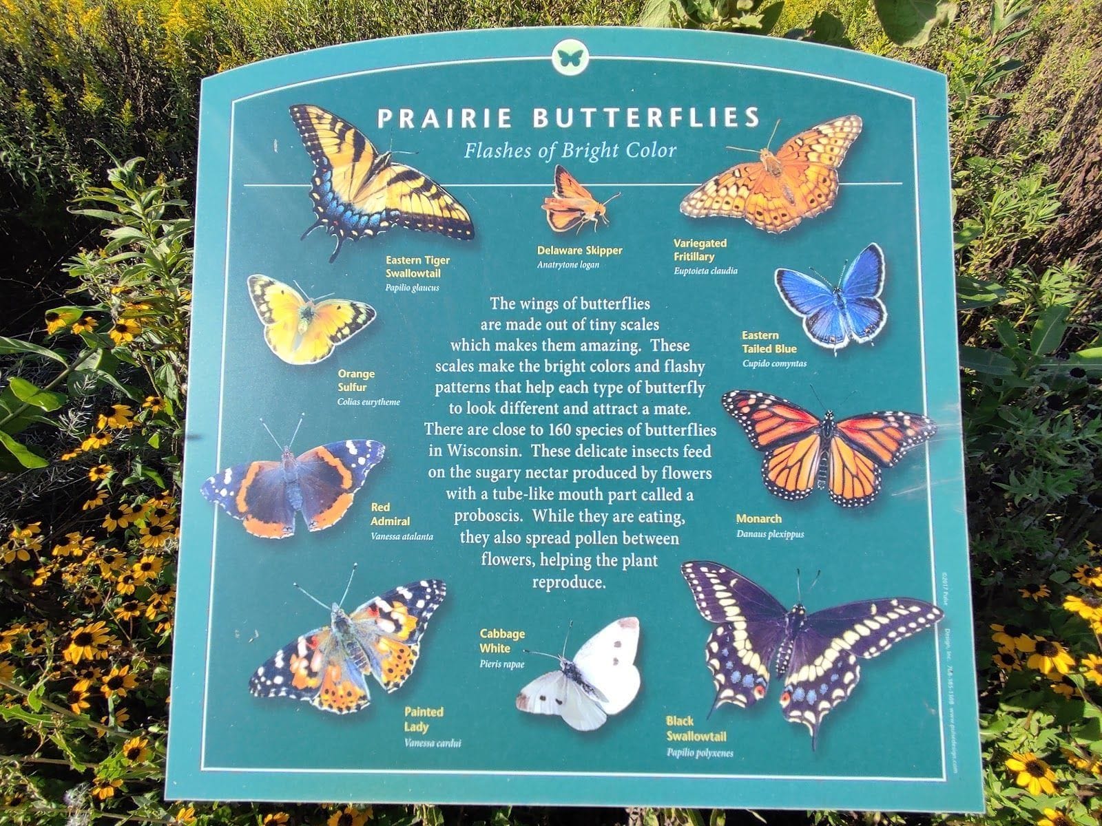 Informational sign about prairie butterflies with colorful illustrations and descriptions at Baraboo Arboretum.