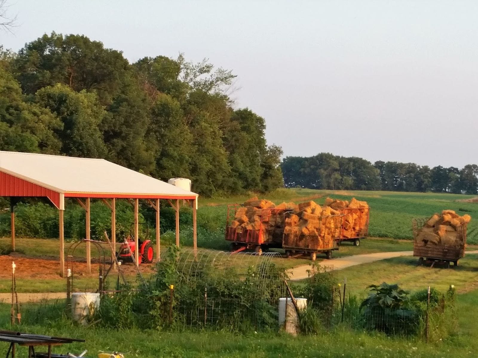 Families picking strawberries in a sunny, green field with a basket of fresh strawberries in the foreground.