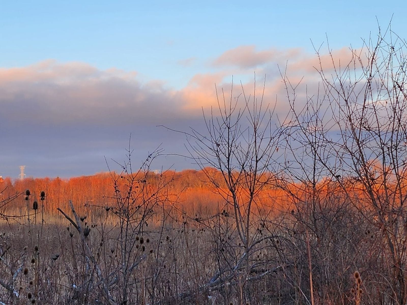 Bare trees and prairie grasses glow in orange sunset light at Havenwoods State Forest.