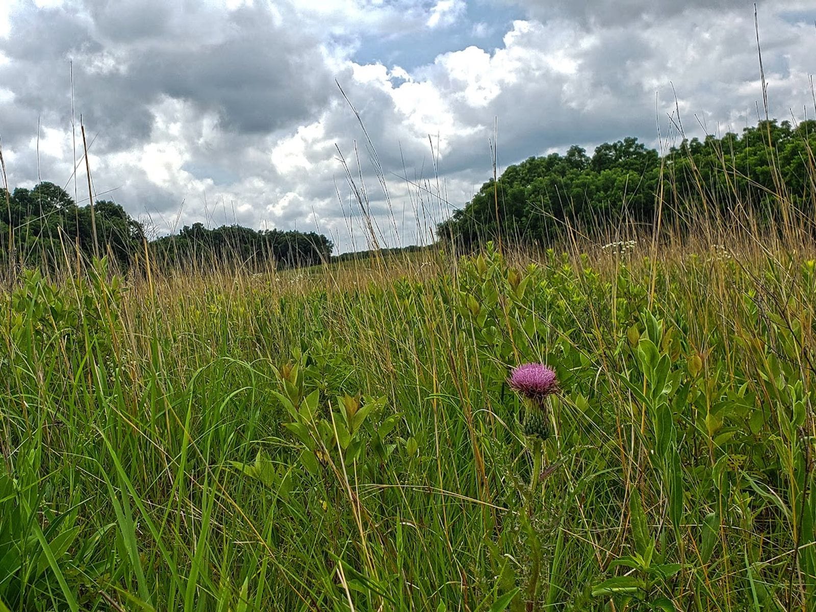 Tall prairie grasses and a purple thistle bloom under a dramatic sky at Muralt Bluff Prairie.
