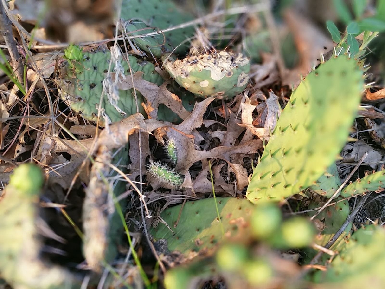 Prickly pear cactus pads and dry oak leaves on the sandy ground at Spring Green Preserve.