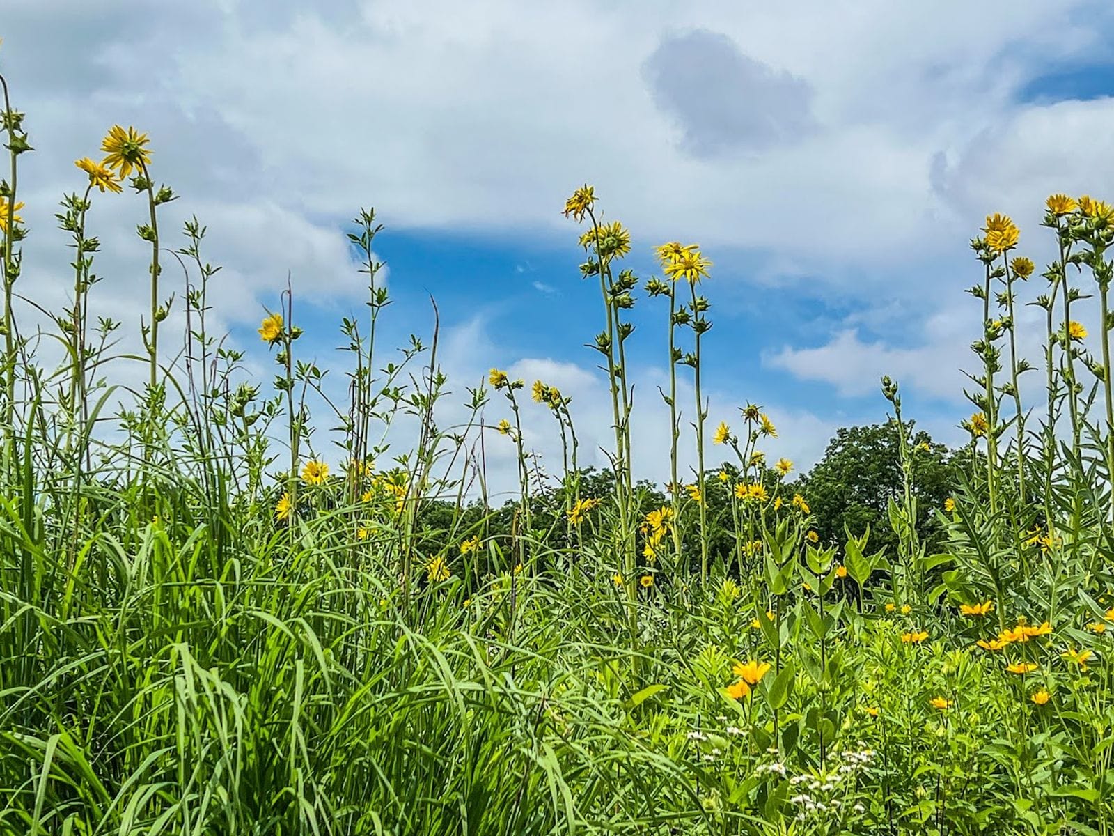 Tall green grasses and yellow wildflowers grow beneath a partly cloudy sky in a wetland meadow.