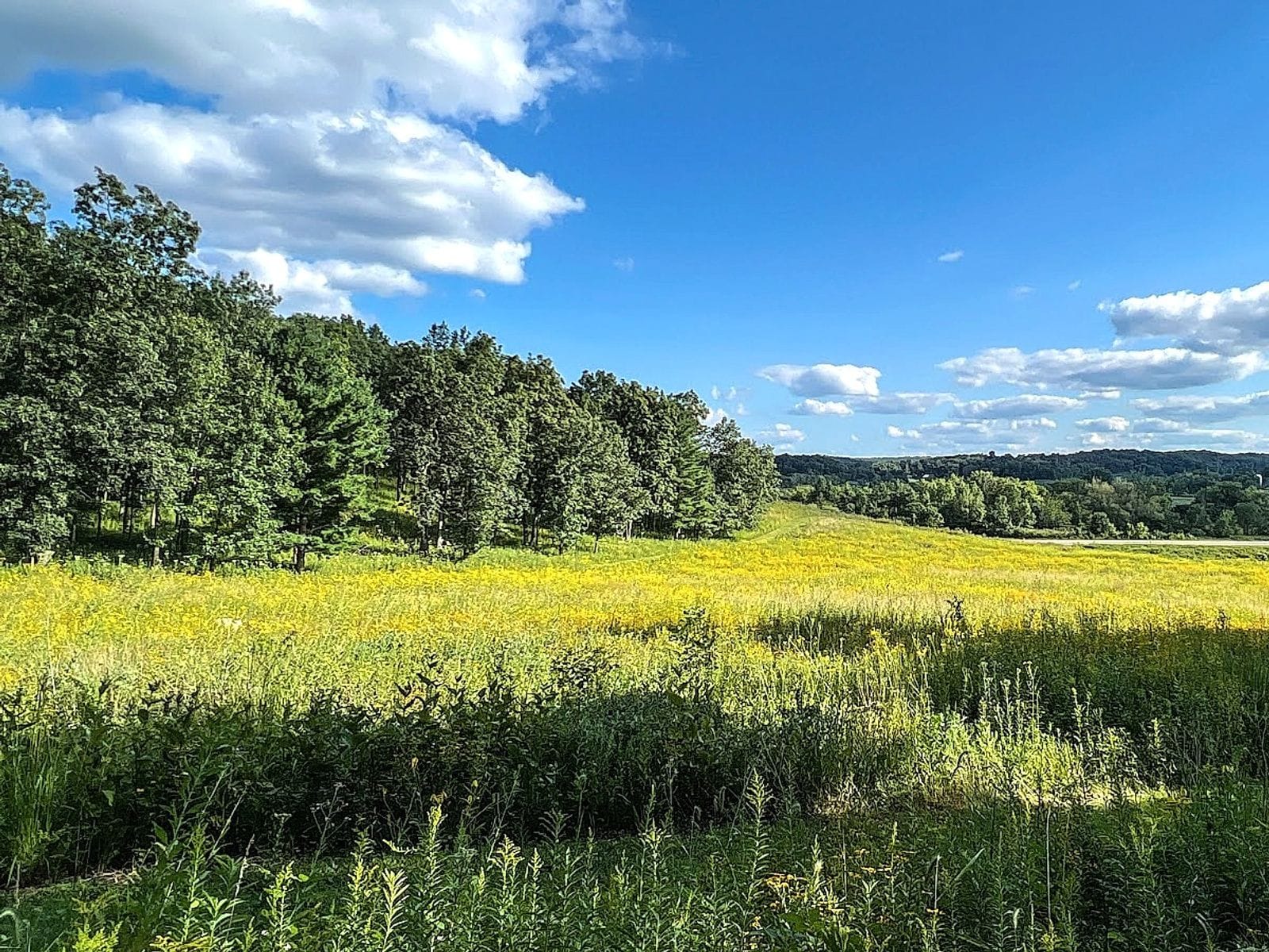 Rolling green prairie with yellow wildflowers, dense tree line, and blue sky with scattered clouds.