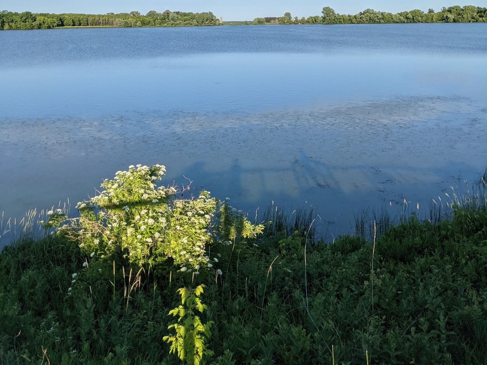 Bush with white flowers on grassy shore beside calm blue lake, with trees lining the distant horizon.