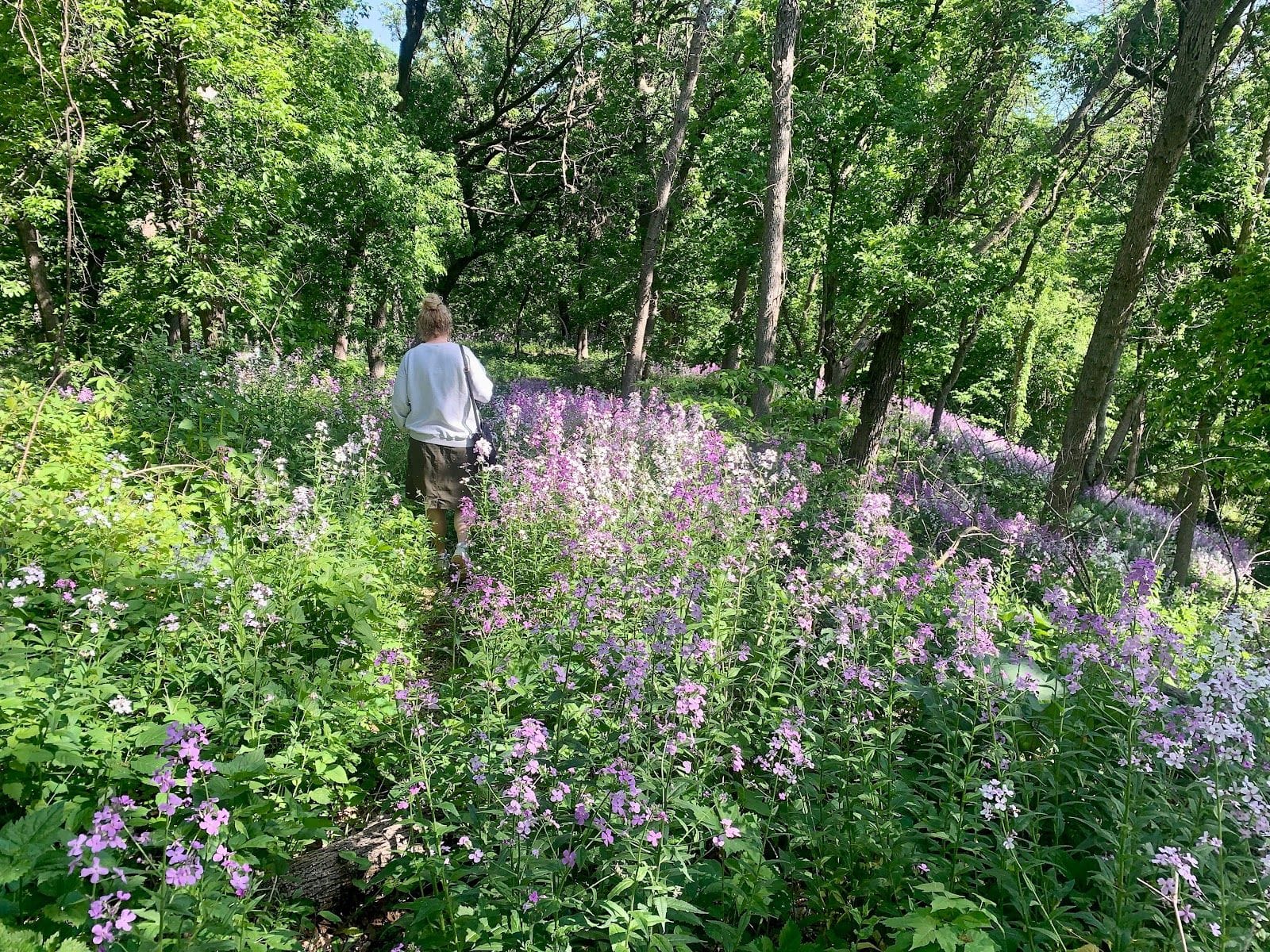 Person walking through a woodland trail lined with dense purple and white wildflowers under leafy trees.