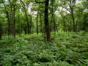 Lush green forest with tall trees and dense undergrowth at Olson Oak Woods State Natural Area.