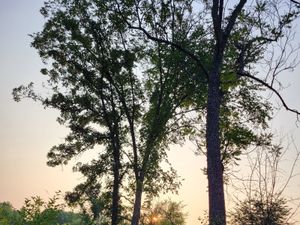 Silhouetted trees against a soft sunset sky at the Ice Age Trail - Verona Segment.