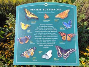 Informational sign displaying prairie butterfly species with colorful illustrations at Baraboo Arboretum.