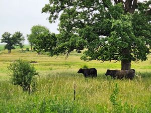 Two cows stand under a large oak tree in a grassy field along the Mound View State Trail.
