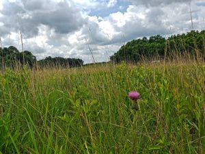 Native prairie grasses and a blooming purple thistle under a cloudy sky at Muralt Bluff Prairie State Natural Area.