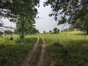 Dirt trail winding through lush green prairie under a canopy of leafy trees in southern Wisconsin.