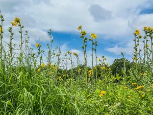 Tall green grasses and bright yellow wildflowers growing beneath a blue sky with fluffy clouds.