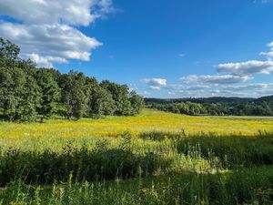 Open prairie with wildflowers, green grasses, and dense trees under a blue sky with scattered clouds.