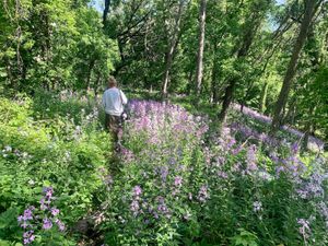 Person walks along a narrow path through dense wildflowers and green trees in a sunlit forest.