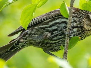 Close-up of a bird with streaked brown and white feathers perched on a leafy branch.