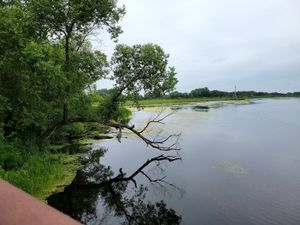 Overhanging tree and lush greenery beside calm river with distant grassy banks under a cloudy sky.