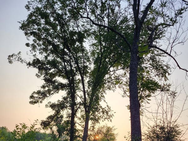 Silhouetted trees against a soft sunset sky at the Ice Age Trail - Verona Segment.