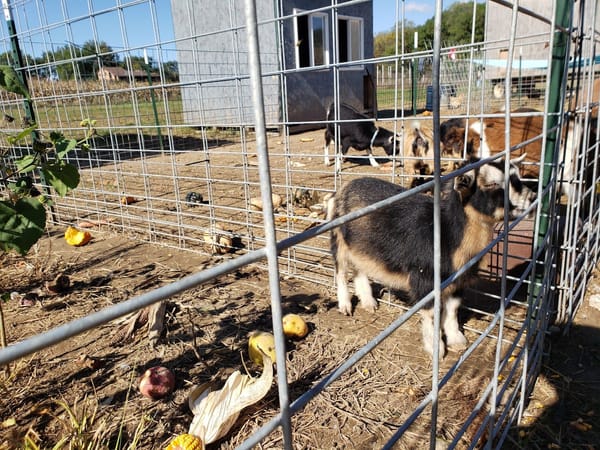 Goats stand inside a wire pen at Alpine Ridge Orchard, with scattered fruit on the ground.