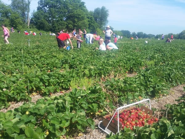Families and children pick strawberries in a sunny field at Carandale Farm, with baskets full of ripe berries.