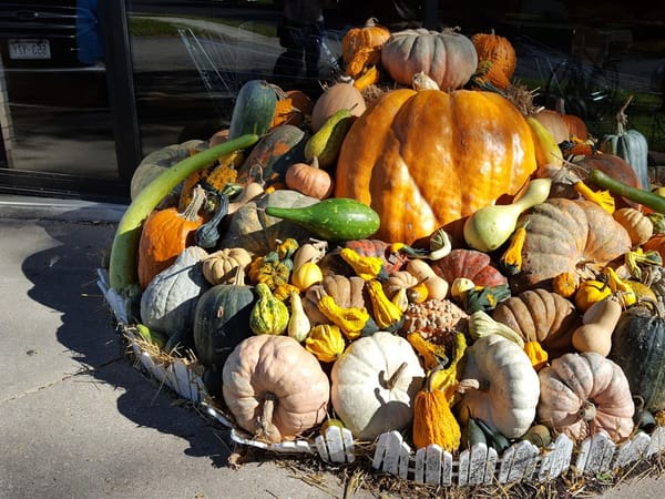 Assorted pumpkins and gourds arranged in a festive outdoor autumn display at Clasen's European Bakery.