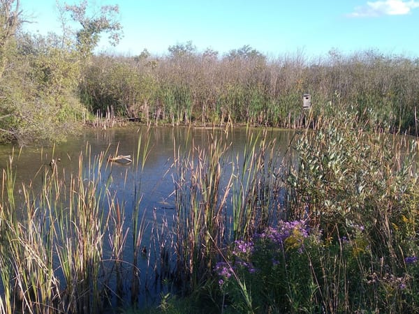 Pond surrounded by tall grasses, wildflowers, and trees at Four Seasons Nature Preserve.