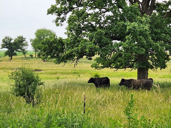 Two cows stand under a large oak tree in a grassy field along the Mound View State Trail.