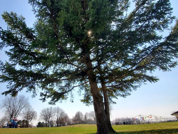 Large evergreen tree in a grassy park, with a playground and splash pad visible in the background.