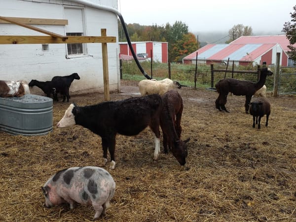 A group of farm animals, including goats, sheep, a pig, and a llama, in a straw-covered pen.