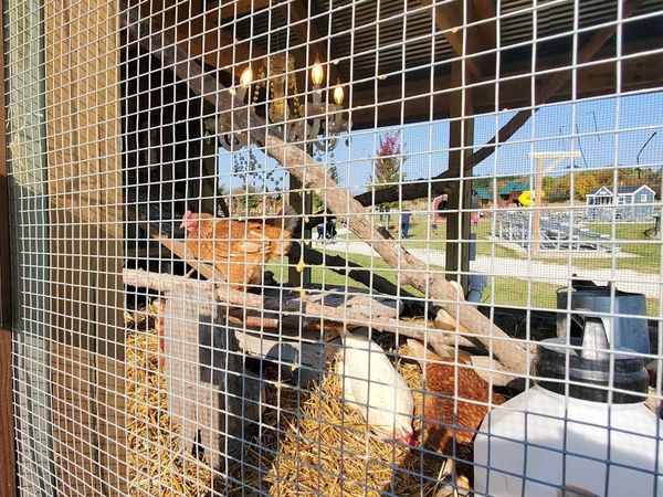 Hens inside a wire chicken coop with straw, water containers, and sunlight streaming in at Basse's Farms.